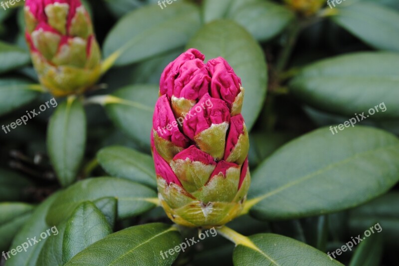 Rhododendron Flowers Rosa Free Photos