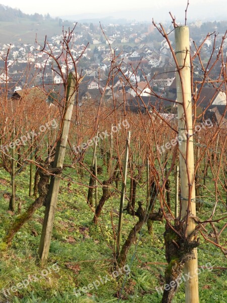 Vineyard Grapevine Wine Village Grapevine Landscape Vine In Winter