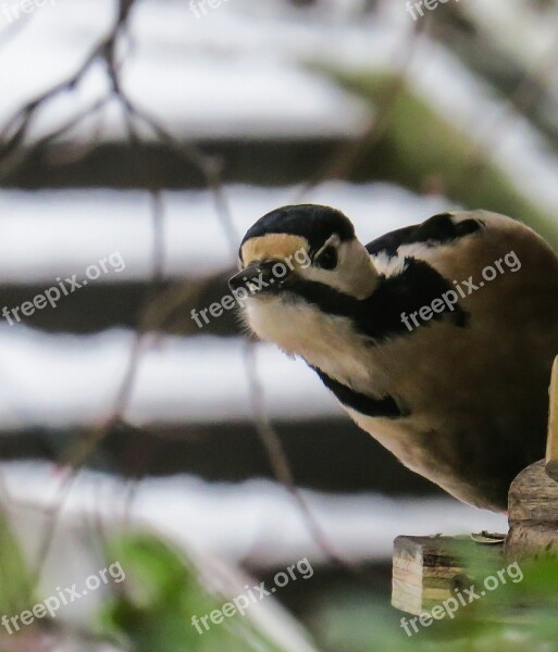 Bird Woodpecker Great Spotted Woodpecker Forest Attention