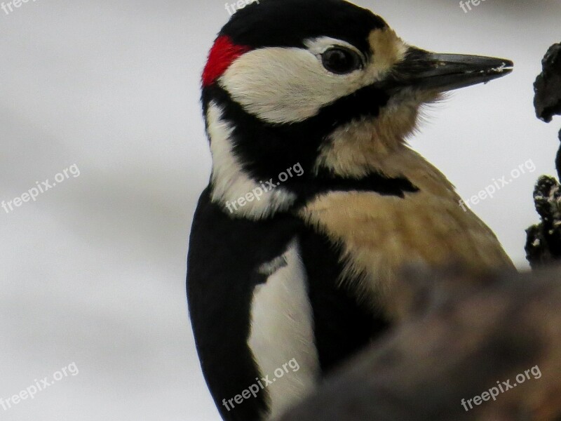 Bird Woodpecker Great Spotted Woodpecker Forest Bird Free Photos