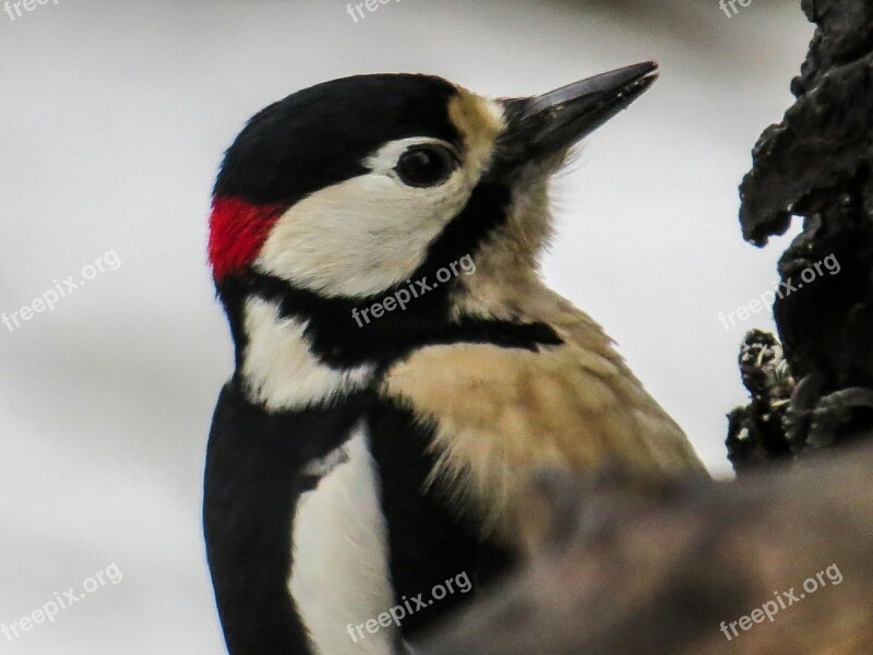 Bird Woodpecker Great Spotted Woodpecker Forest Bird Free Photos