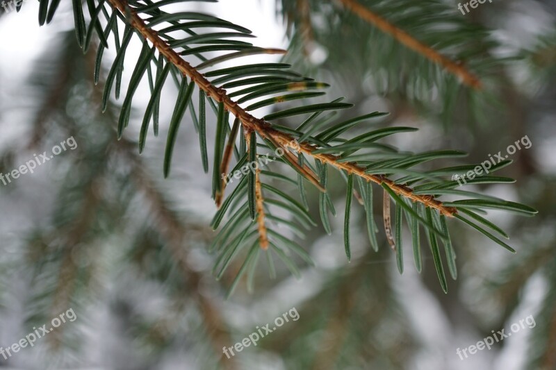 Conifer Branch Tree Nature Forest