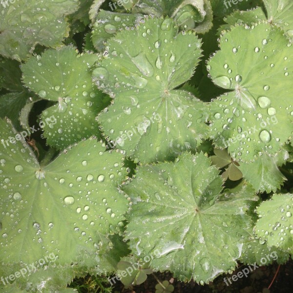 Plant Leaf Dewdrop Leaves Leaf Veins