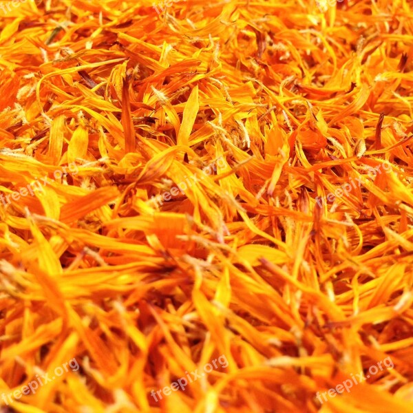 Marigold Petals Calendula Officinalis Close Up Gardening