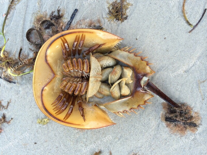 Horseshoe Crab Crab Beach Sand Nature