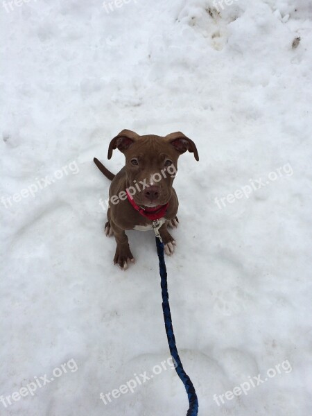 Puppy Dog Pit Bull Adorable Winter