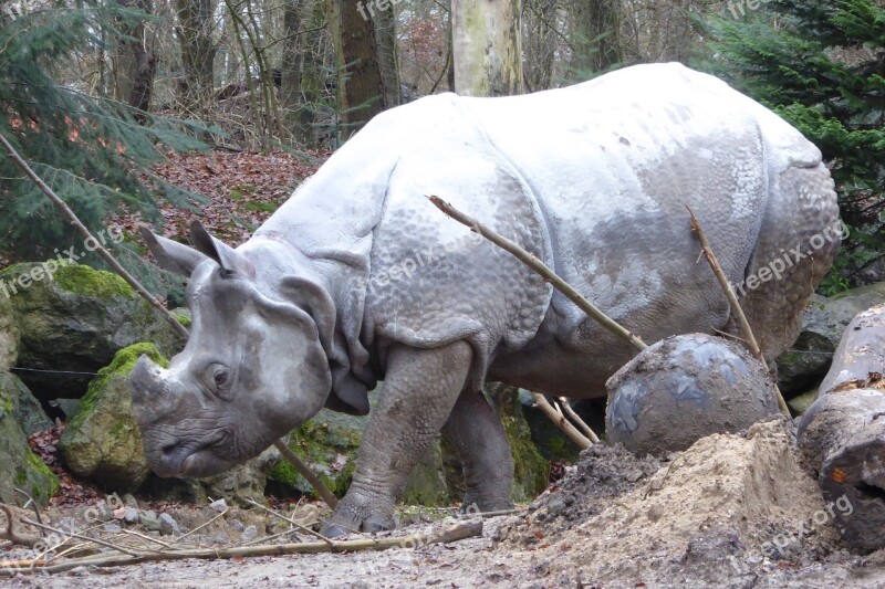 Rhino Animal Horn Free Photos