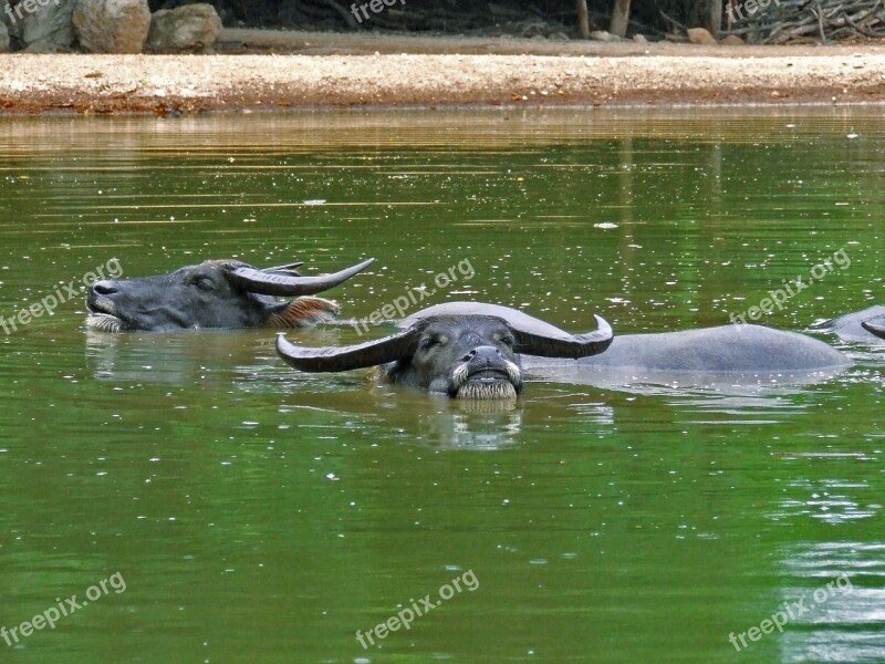 Buffalo Wild Water Asian Asiatic