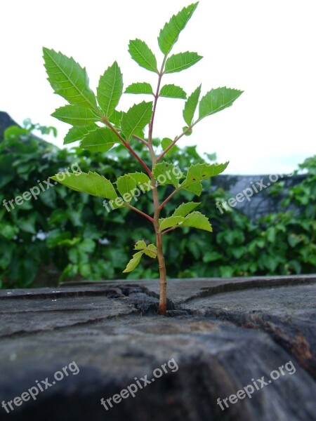 Life Ecology Nature Rebirth Plant