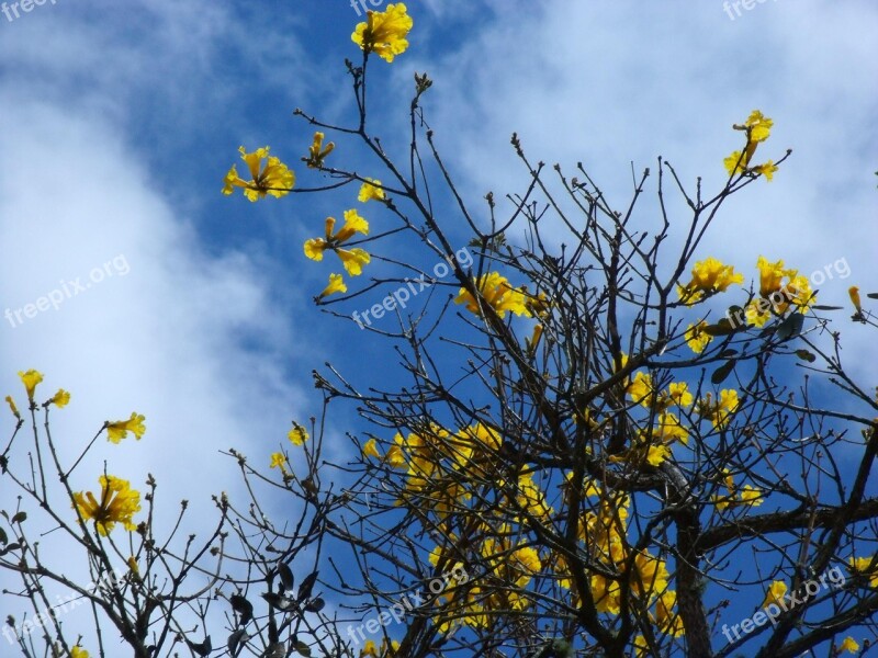 Ipê Yellow Flora Flowers Spring