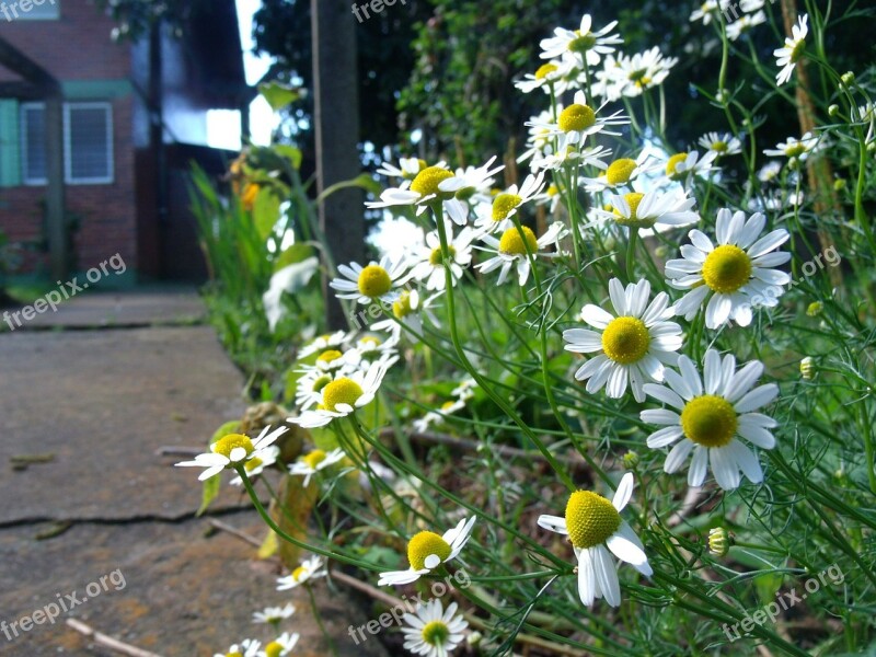 Chamomile Flower Nature Tea Plant