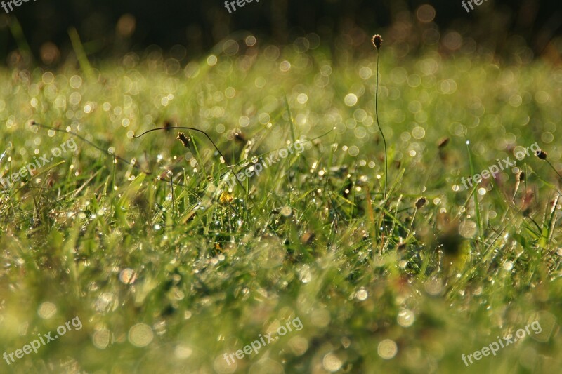 Grass Waterdrop Morning Sunlight Nature