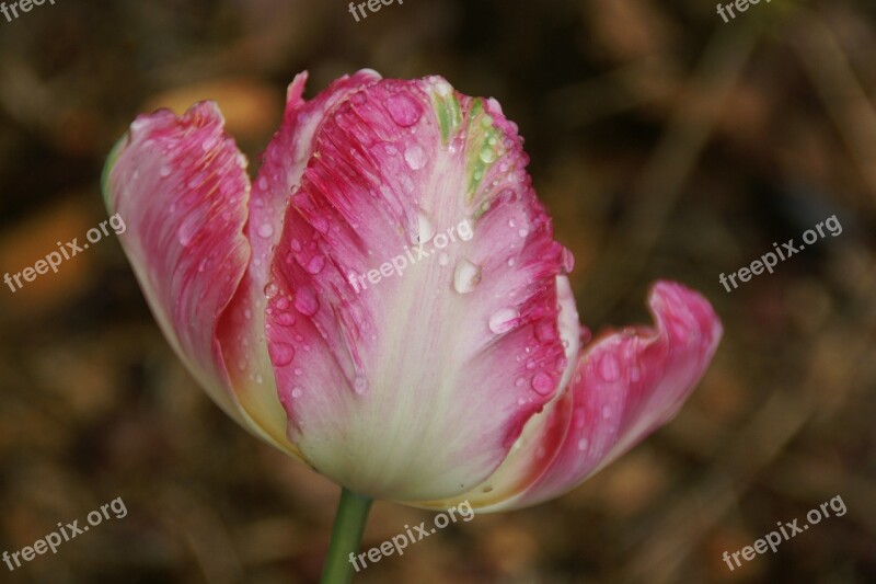 Tulip Flower Waterdrop Water Nature