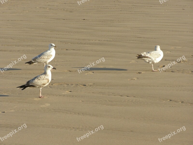 Seagulls Birds Beach Water Travel