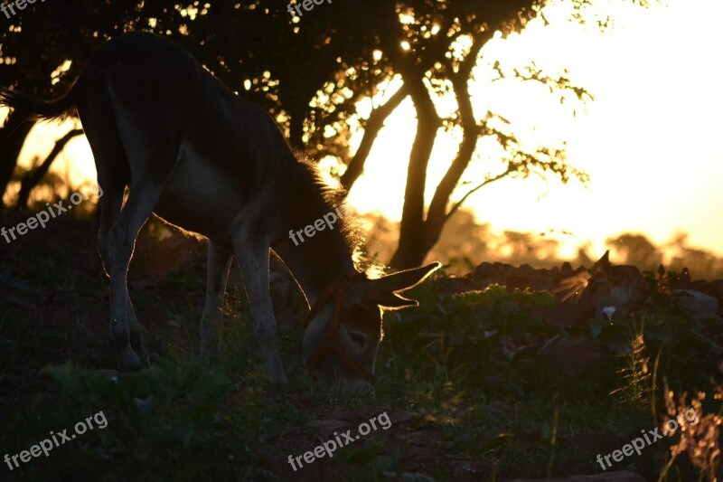 Donkey Sunset Farm Field Christmas