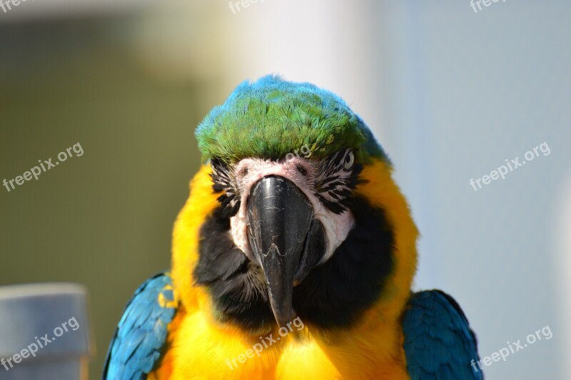 Parrot Wildlife Animal Bird Color