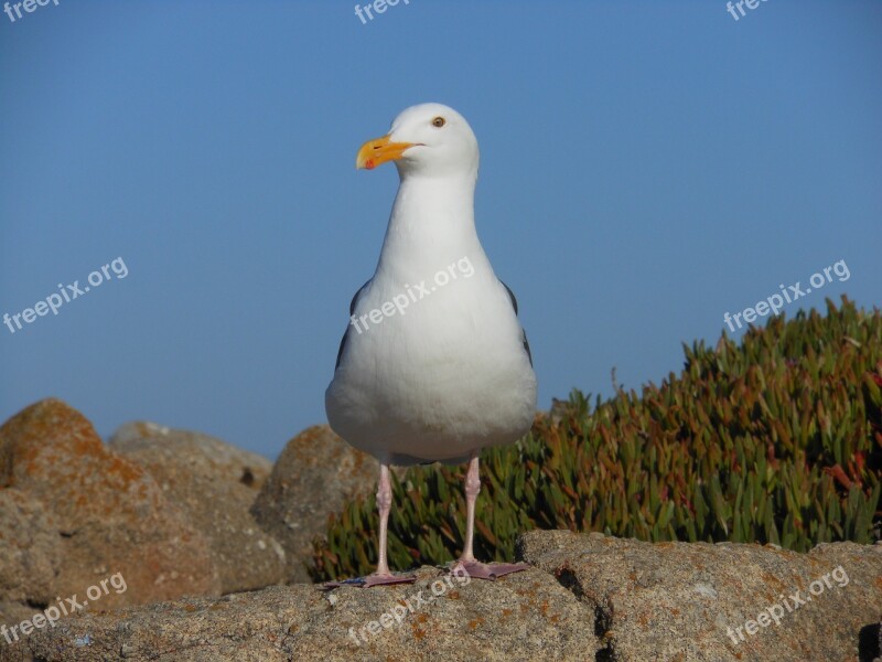 Bird Seagull Wildlife Animal Free Photos