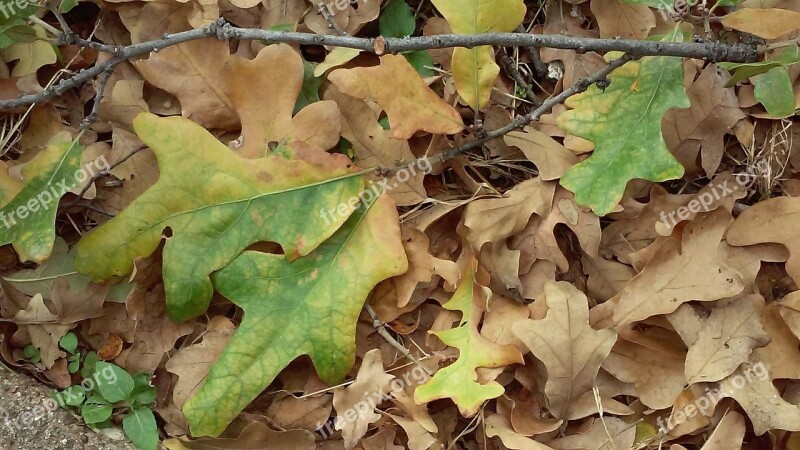 Leaf Oak Fall Autumn Season