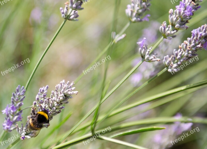 Bumble Bee Lavender Macro Wild Insect