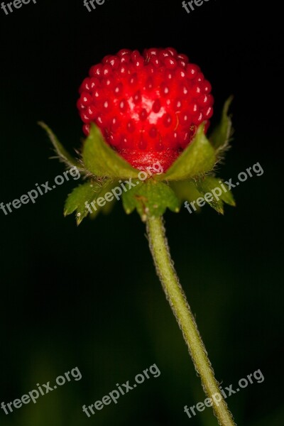 Wild Strawberry Close Up Forest Fruit Forest Macro