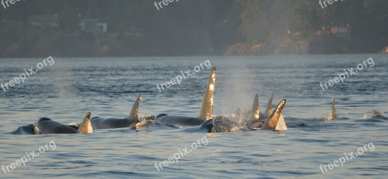 Orcas Killer Whales Shimmer Victoria Canada