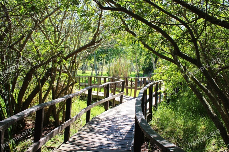 Forest Path Bridge Path Nature Trees