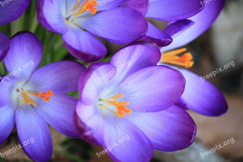 Crocus Flowers Flower Spring Purple