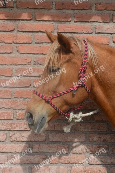 Horse Head Farm Equine Portrait