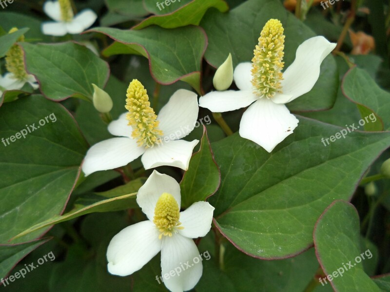 Flowers Dogwood Nature White Flower Summer Flowers