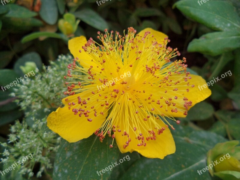 Flower Shrub Yellow Summer Yellow Flower