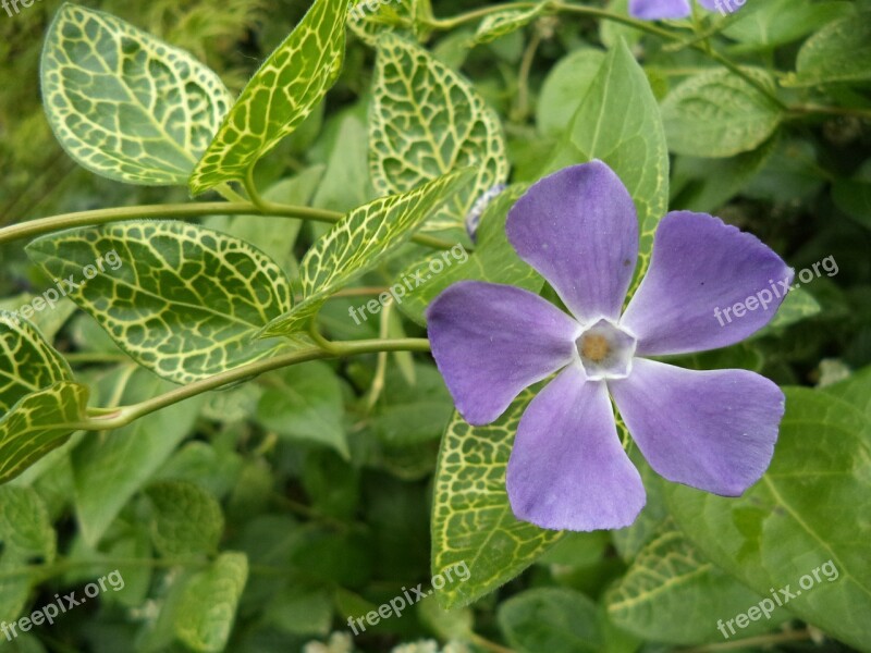 Meténg Flower Evergreen Periwinkle Creeping Subshrub