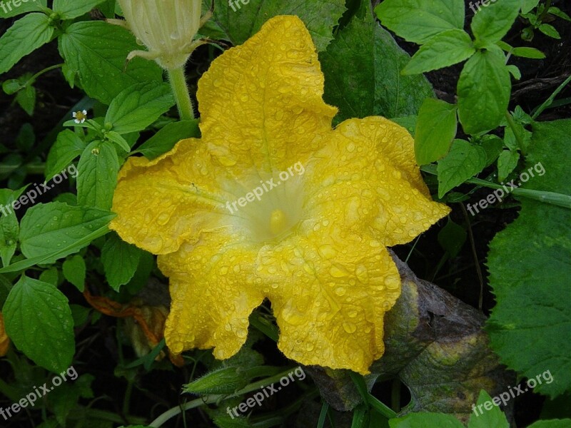 Flower Pumpkin Nature Yellow Flower Summer Flowers