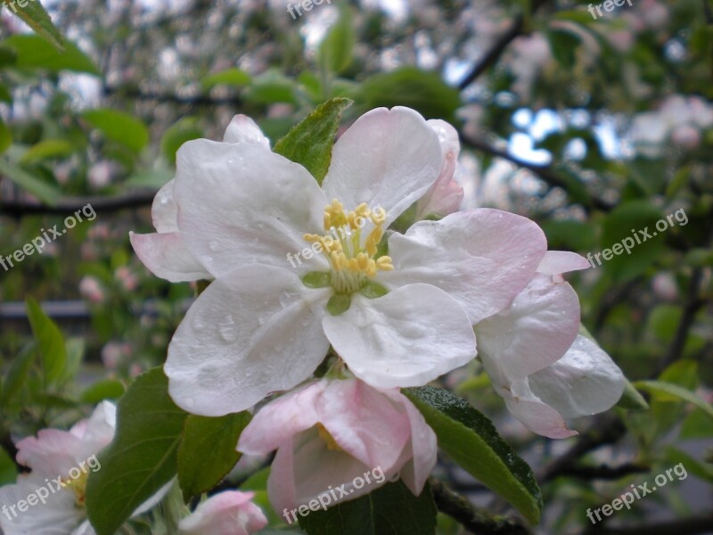 Flower Spring Spring Flowers Pink Flowers