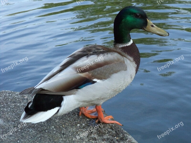 Bird Wild Ducks Duck Waterfowl Lakeside