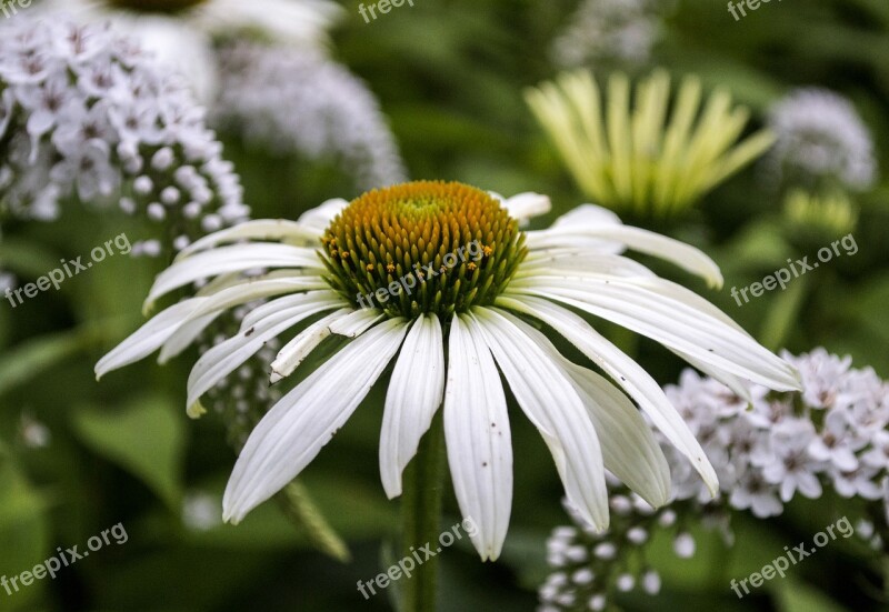 Flower Spring Bloom Plant Petals