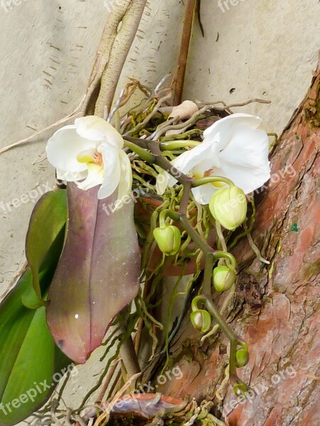 Flower Orchid Blossom Bloom Plant