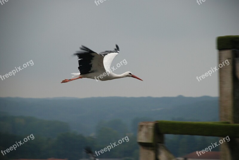 Stork Bird Flight Glide Bird Float