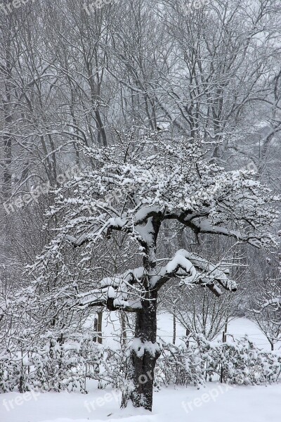 Winter Snow Tree Wintry Cold