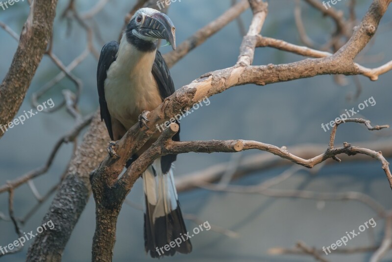 Bird Zoo Animal Animal World Plumage