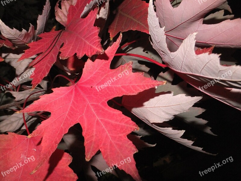 Fall Leaves Red Leaf Maple Leaf Autumn