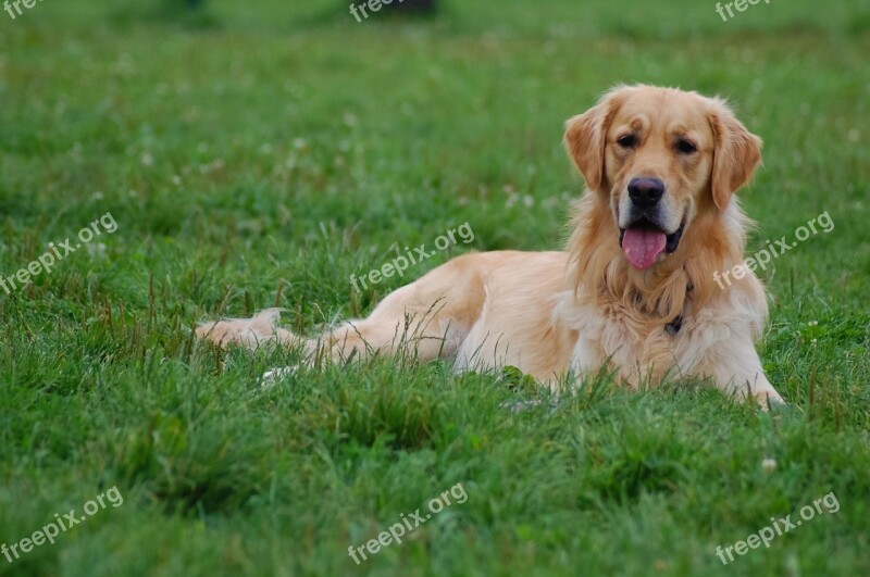 Dog Grass Animal Green Meadow