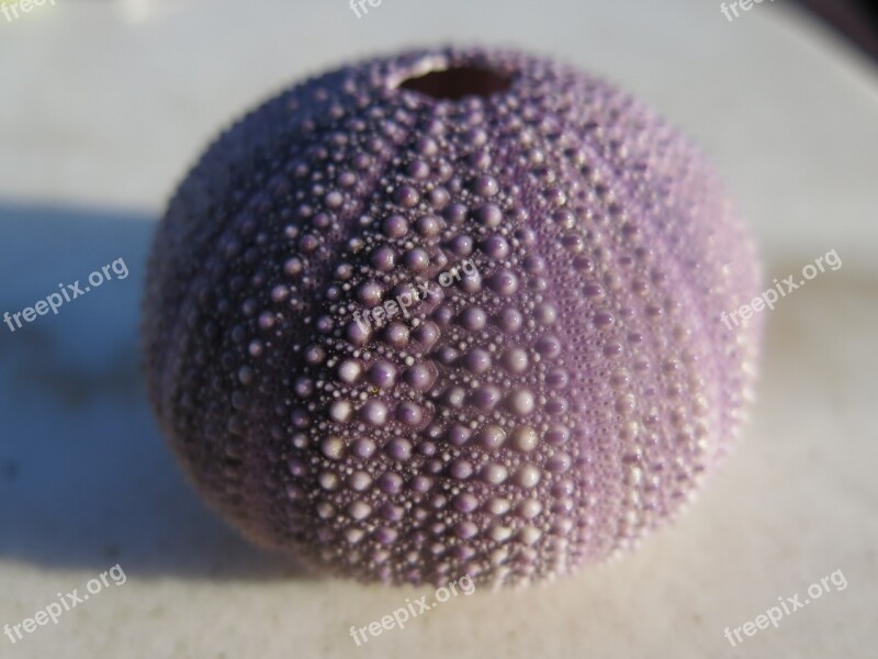 Urchin Sea Purple Macro Close-up