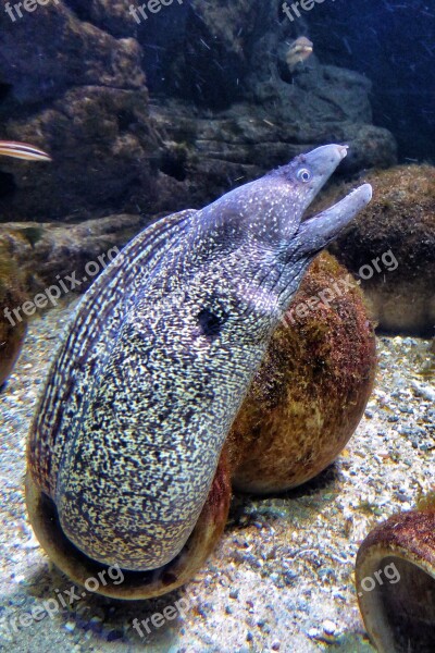 Moray Eel Fish Sea Nature Free Photos