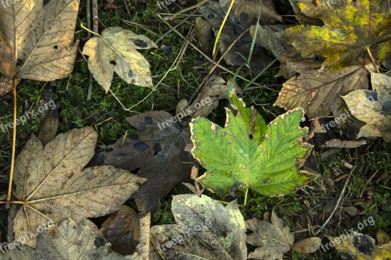 Leaves Autumn Forest Sheet Green