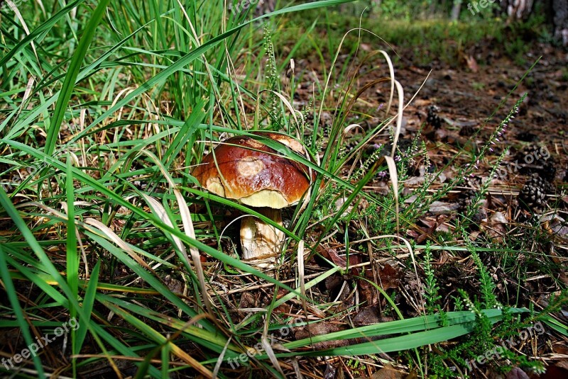 Boletus Fungus Forest Autumn Nature