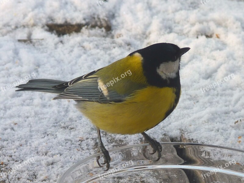 Tit Winter Bird Bird Seed Food