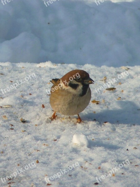 Sparrow Sperling Winter Bird Animal