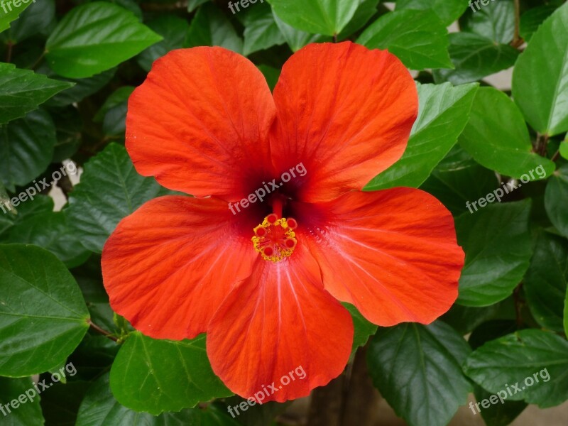 Hibiscus Red Flower Tropical Bloom