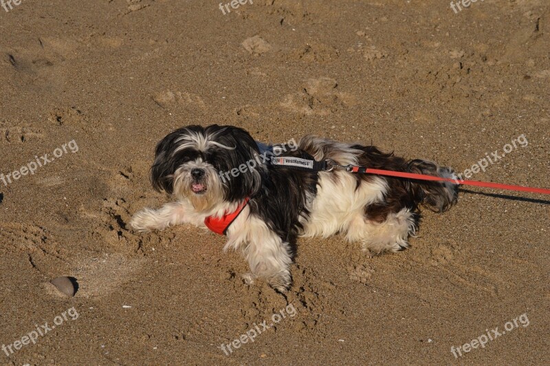 Dog Beach Sand Ocean Cute