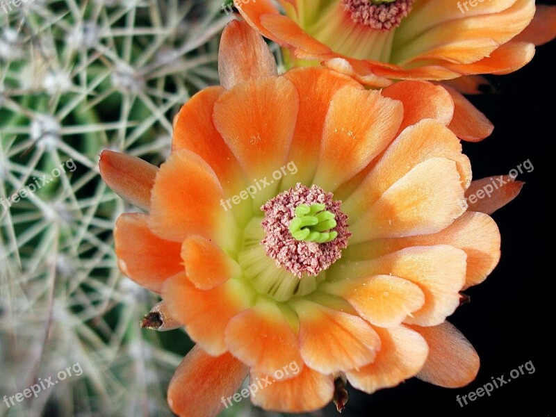 Cactus Flower Close Up Macro Plant Sharp